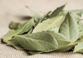 Cegah Stres Selama WFH dengan Bakar Daun Salam di Rumah Aja, Lelah Hilang, Hati Senang