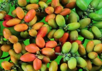 Buahnya Bikin Asam Urat, Siapa Sangka Kulit Melinjo Justru Bisa Sembuhkan Asam Urat dan 9 Penyakit Kronis Lain!