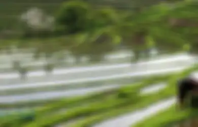 Berakar Dari Kehidupan Agraris Dan Semangat Gotong Royong, Inilah Sekilas Tentang Tradisi Ngayah Di Bali