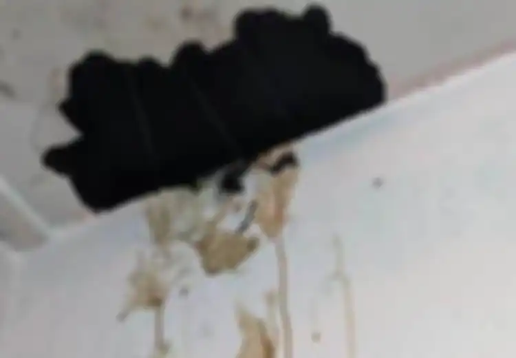 Mendadak Plafon Rumah Mengalirkan Darah dengan Bau Menyengat, Keluarga Ini Kaget saat Menemukan Penyebab Kejadian