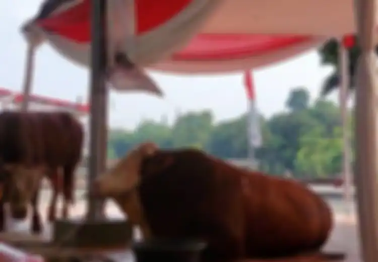 Jadi Sorotan Lantaran Presiden Jokowi Kurbankan Jenis Sapi Simmental, Siapa Sangka Sapi Tersebut Bukan Jenis Sembarangan, Berasal dari Negara Ini