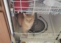 Jangan Nekat Kasih Makan Tempe ke Kucing! Bisa Picu Hipertiroid