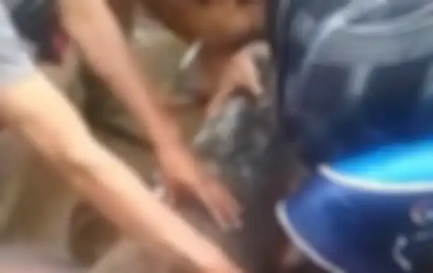 Penemuan ikan raksasa di Garut menghebohkan warga.