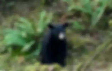 Bukan Karena Suka Buat Keributan, Beruang Hitam Ini Justru Ditembak Mati Karena 'Terlalu Ramah'