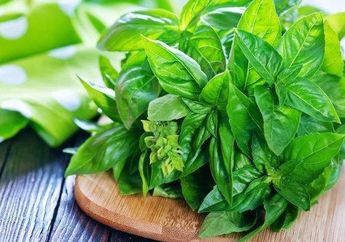 Sering jadi Pelengkap Pecel Lele, Sering Makan Daun Kemangi Mentah Bisa Buat Tubuh Rasakan Efek Tak Disangka-sangka ini