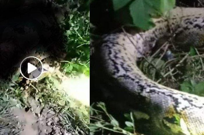 Warga Sulawesi Tenggara dimangsa ular piton delapan meter, kepala sudah masuk mulut