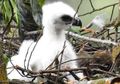 Saat Garuda 'Sang Penguasa Langit Jawa' Lahir di Rimbunnya Hutan Gede Pangrango, Harapan Bagi Populasi Sang Lambang Negara