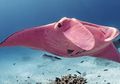 Foto Ini Tunjukkan Keindahan Pari Manta Merah Jambu yang Langka