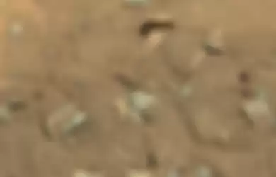 Gambar batuan Mars yang mirip tulang manusia. Gambar ini diambil Curiosity Rover NASA melalui MastCam pada 14 Agustus 2014.