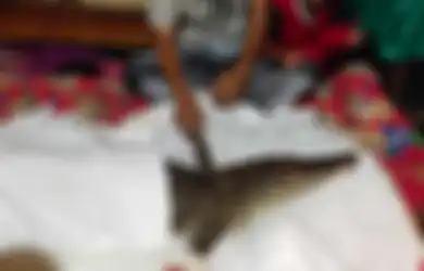 Viral, Video Buaya Sepanjang 2 Meter Dianggap Jadi-jadian, Dipelihara dalam Rumah dan Diselimuti Kain, Disebut Kembaran Manusia