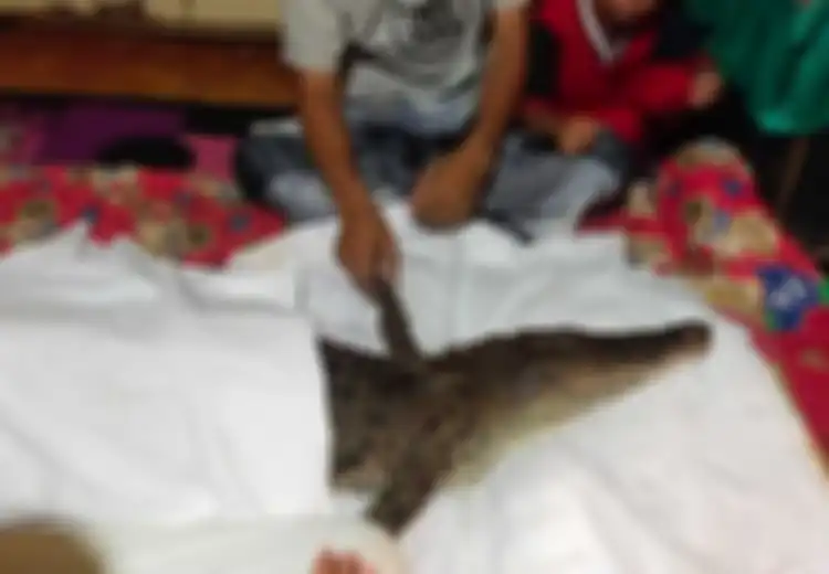 Viral, Video Buaya Sepanjang 2 Meter Dianggap Jadi-jadian, Dipelihara dalam Rumah dan Diselimuti Kain, Disebut Kembaran Manusia