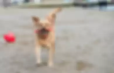 Punya Kebiasaan yang Tak Biasa, Anjing ini Menemani Pemiliknya Mengambil Ratusan Sampah di Pantai Inggris