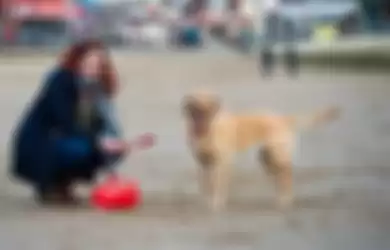 Punya Kebiasaan yang Tak Biasa, Anjing ini Menemani Pemiliknya Mengambil Ratusan Sampah di Pantai Inggris