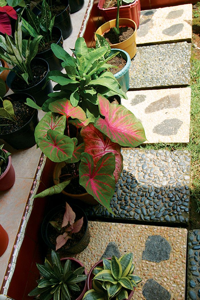 Cara Membuat Taman Dengan Tanaman Dalam Pot – HolyMayhem.com