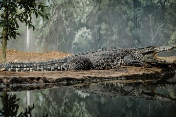 Arti Mimpi Buaya Memiliki Pertanda Baik Dan Buruk, Salah Satunya Ada  Tentang Kesuksesan Finansial!