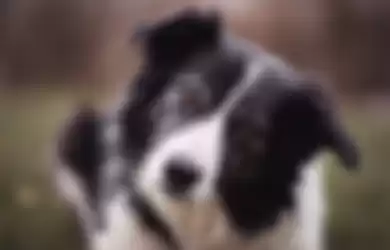 Anjing Border Collie