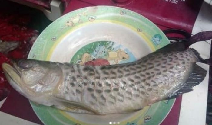 Ikan arwana kesayangan Bayu malah digoreng bapaknya sendiri.