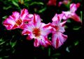 Punya Kekuatan Mistis Positif sebagai Pembawa Rezeki, Yuk Kenali Aneka Bentuk Bunga dan Daun Adenium