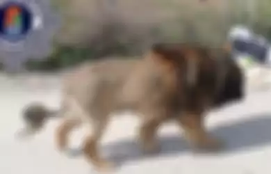 Seekor anjing yang sempat dikira singa oleh warga sekitar
