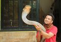 Jenguk King Kobra Garaga di Hutan, Kru Panji Petualang Kena Gigit Ular Kobra, Begini Kronologinya