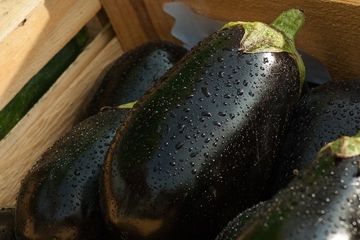 Terong bisa diolah menjadi berbagai masakan lezat
