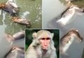 350 Keluarga Menggantungkan Kebutuhan Airnya Pada Sungai Ini, Namun Ada 13 Bangkai Monyet Mati yang Mengambang, Begini Telusuran Selanjutnya...