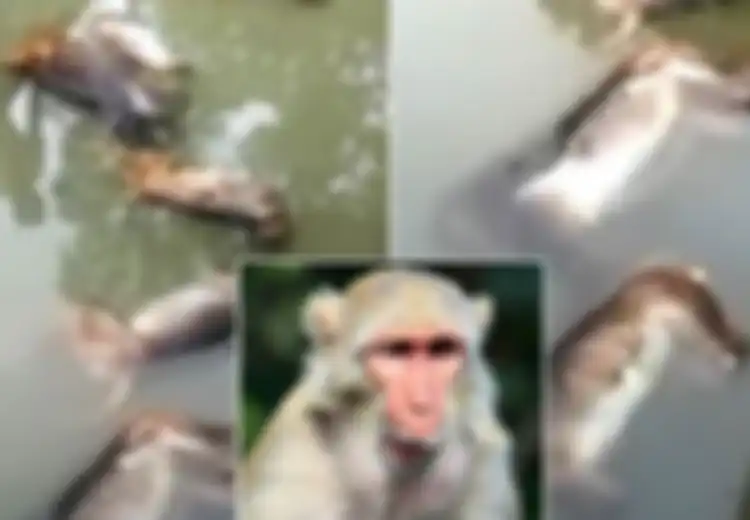 350 Keluarga Menggantungkan Kebutuhan Airnya Pada Sungai Ini, Namun Ada 13 Bangkai Monyet Mati yang Mengambang, Begini Telusuran Selanjutnya...