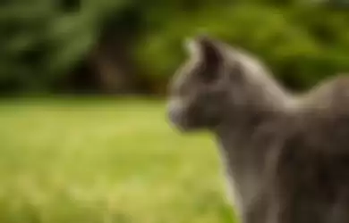 Kucing 