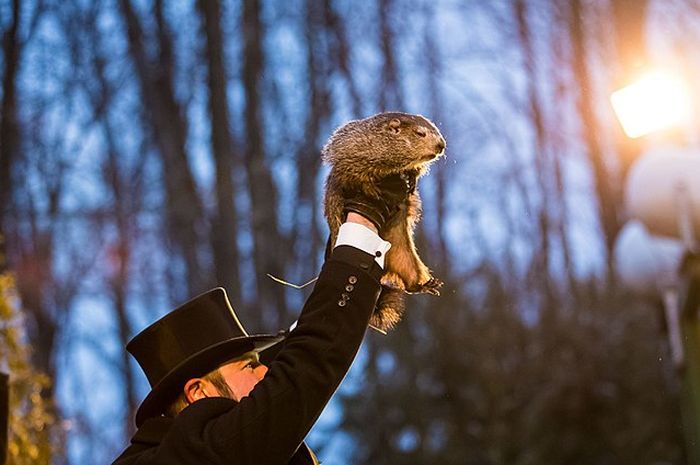 Setiap Februari, Marmot Groundhog Bertugas Meramal Cuaca di Amerika Bobo