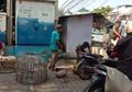 Asyik Sabung Ayam Saat Covid-19, Sekelompok Pria Paruh Baya Kocar-Kacir Saat Diserbu Satpol PP