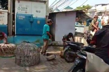 Warga Tangerang yang dibubarkan Satpol PP setelah nekat sabung ayam saat pandemi virus corona (Covid-19).