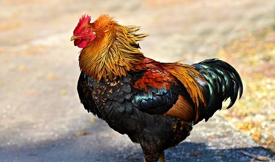Arti Mimpi Menyembelih Ayam Bisa Jadi Pertanda Baik Dan Buruk Simak Penjelasannya