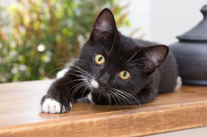 Bulu Kucing Enggak Boleh Dicukur Sembarangan, Kucing Perlu Dicukur -
kucing hilang berat