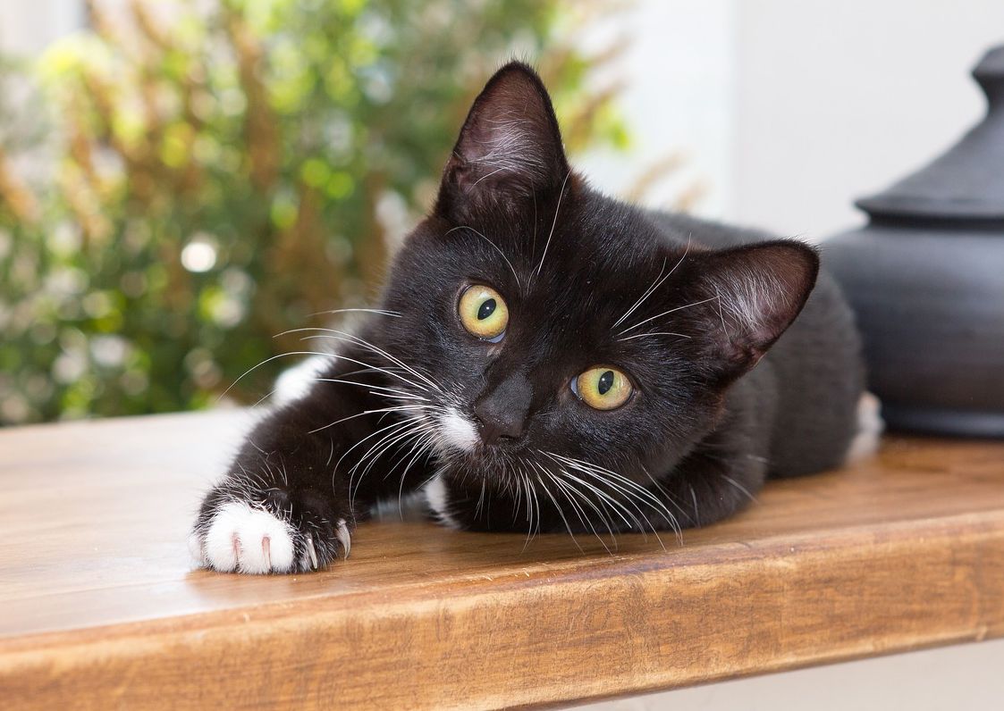 Bulu Kucing Enggak Boleh Dicukur Sembarangan, Kucing Perlu Dicukur 