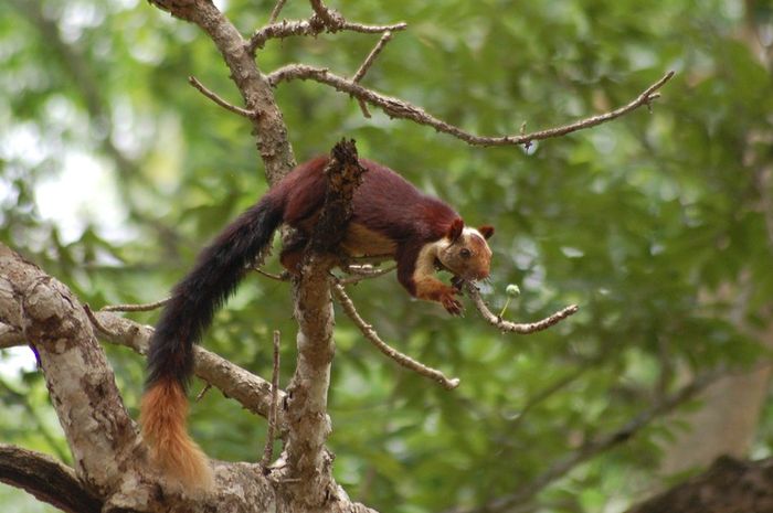 Ekornya Panjang dan Tubuhnya Kemerahan, Inilah Tupai Raksasa India Bobo
