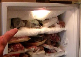 Belasan Tahun Pakai Kulkas Gak Sadar, Biang Kerok Bunga Es Menumpuk di Freezer Gara-gara Kebiasaan ini! Lama-lama Efeknya Bisa Bahaya