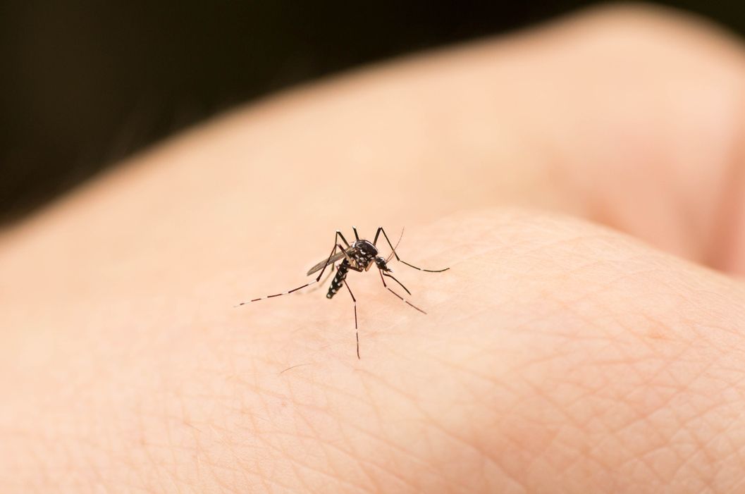 Tanpa Perlu Tenaga Lebih Ini Cara Ampuh Mudah Dan Murah Untuk Mengusir Nyamuk Dari Rumah Semua Halaman Nakita Tanpa Perlu Tenaga Lebih Ini Cara Ampuh Mudah Dan Murah Untuk Mengusir Nyamuk Dari Rumah Semua Halaman Nakita