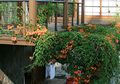 Cantik Sebagai Peneduh Pergola, Ini Dia Jenis Tanaman Rambat yang Cocok Buat Hiasi Rumahmu!