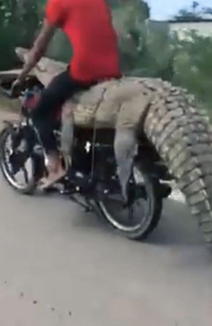 Cuplikan buaya di atas motor