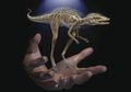 Kongonaphon kely, Hewan Sejenis Dinosaurus dengan Tinggi 10 Sentimeter