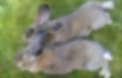 Cara merawat hewan peliharaan kelinci