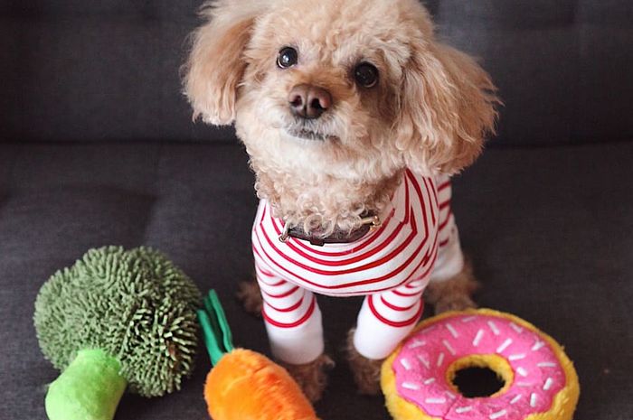 Kucing Terkenal Sebagai Hewan yang Cuek, Tapi Apa Kucing Bisa Merasakan