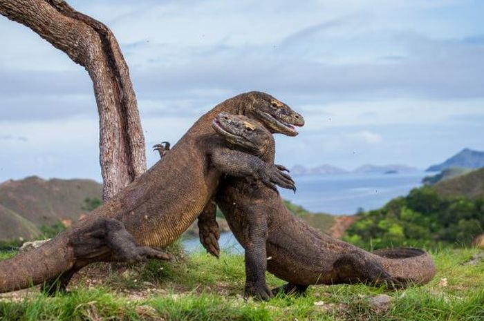 No Ramalan Digigit Komodo